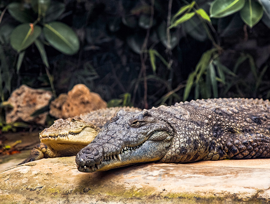 Carillon Park Nature Preserve of Clearwater Florida Hotel