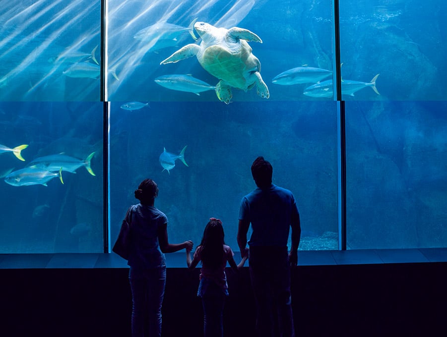 Clearwater Marine Aquarium in Clearwater Florida Hotel