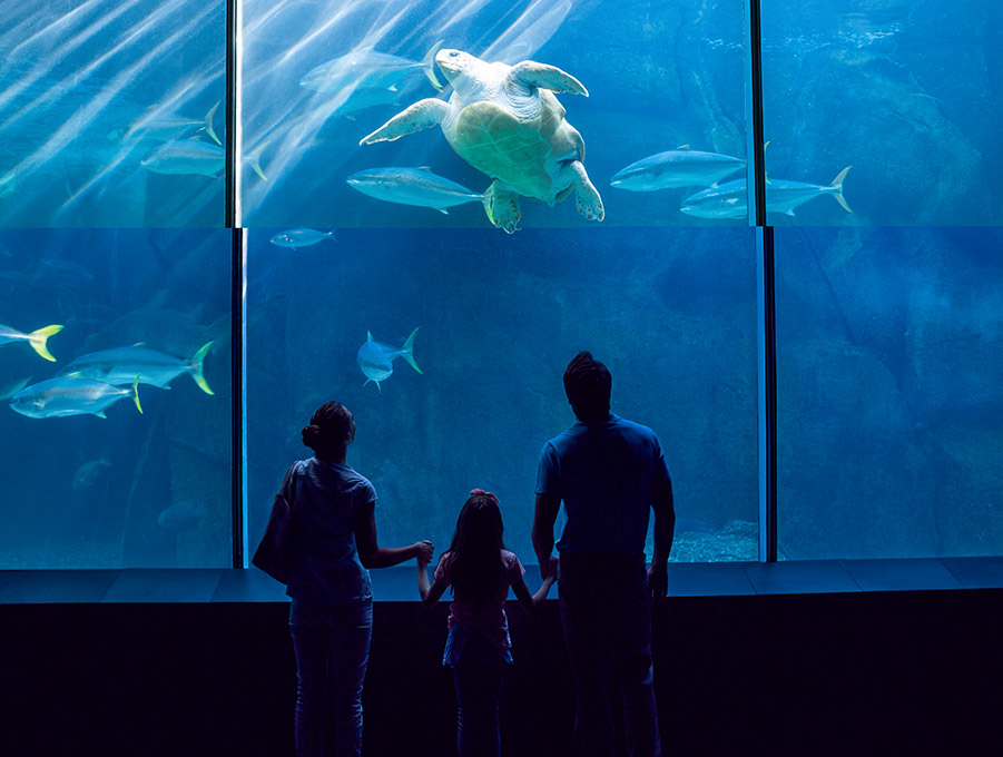 Clearwater Marine Aquarium in Clearwater Florida Hotel